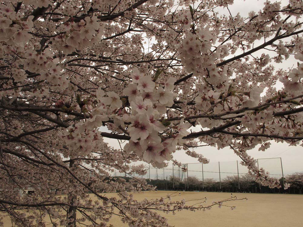 南島原市桜まつり