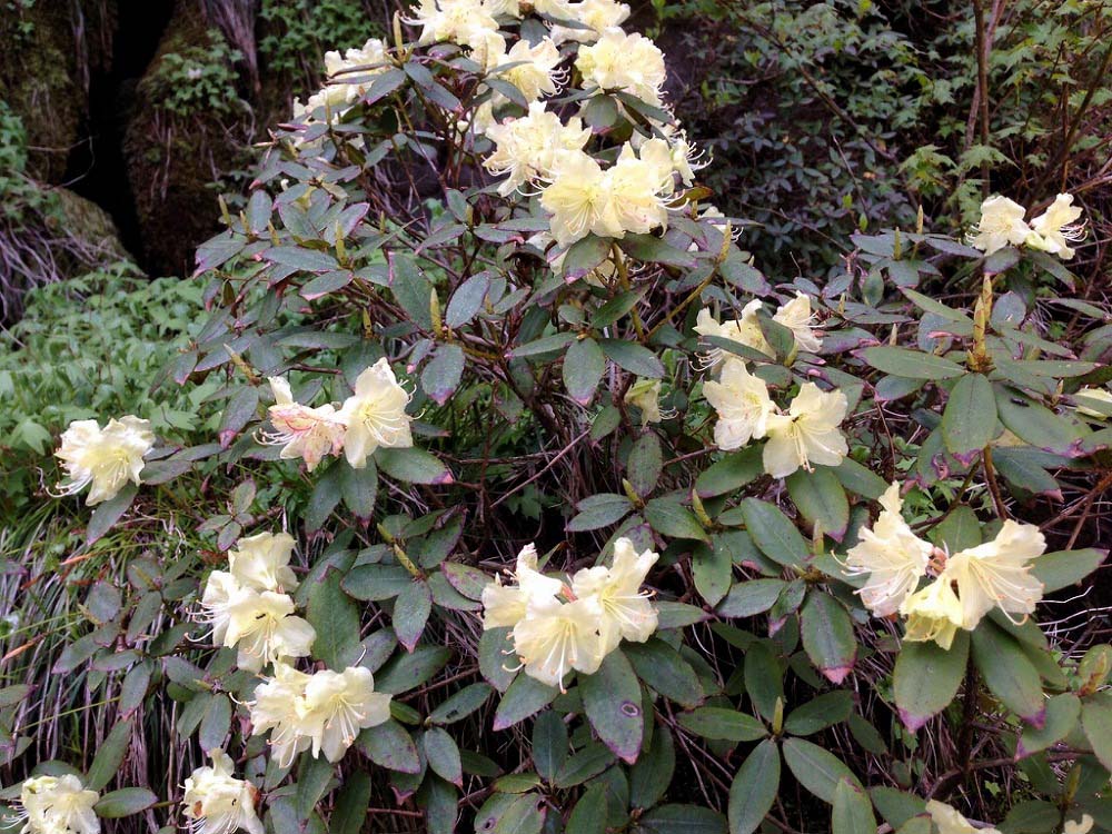 野岳・あざみ谷植物観察会