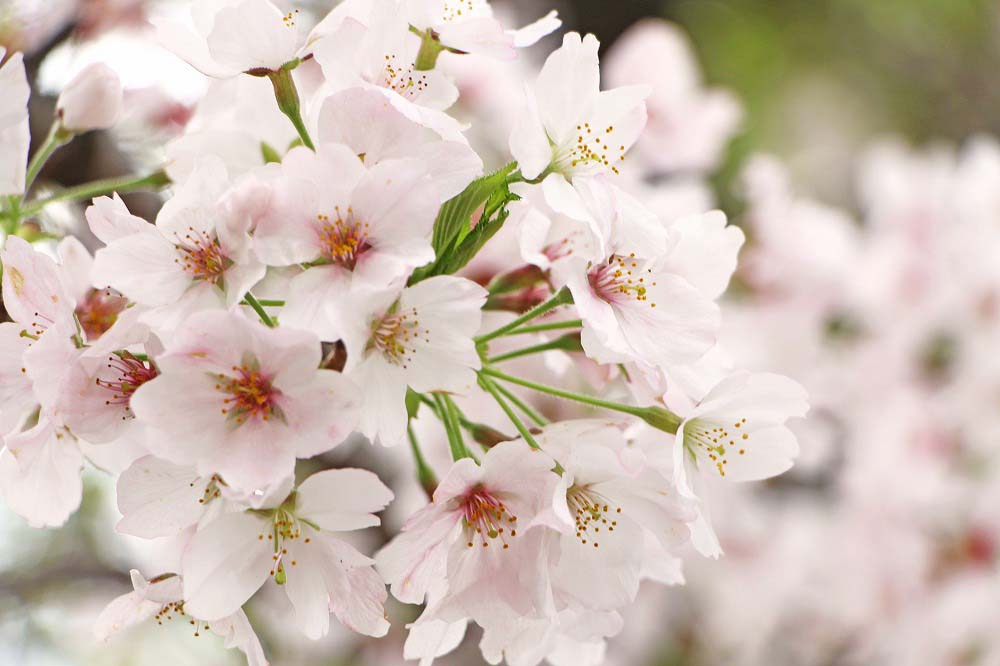 南島原市桜まつり