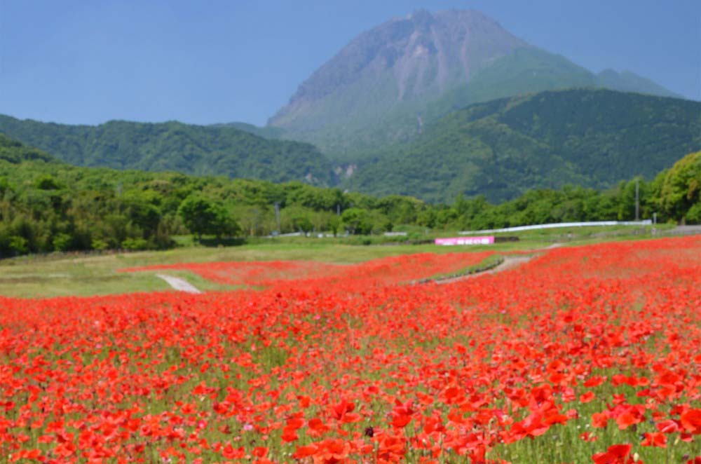 しまばら火張山花公園 「春の花まつり」