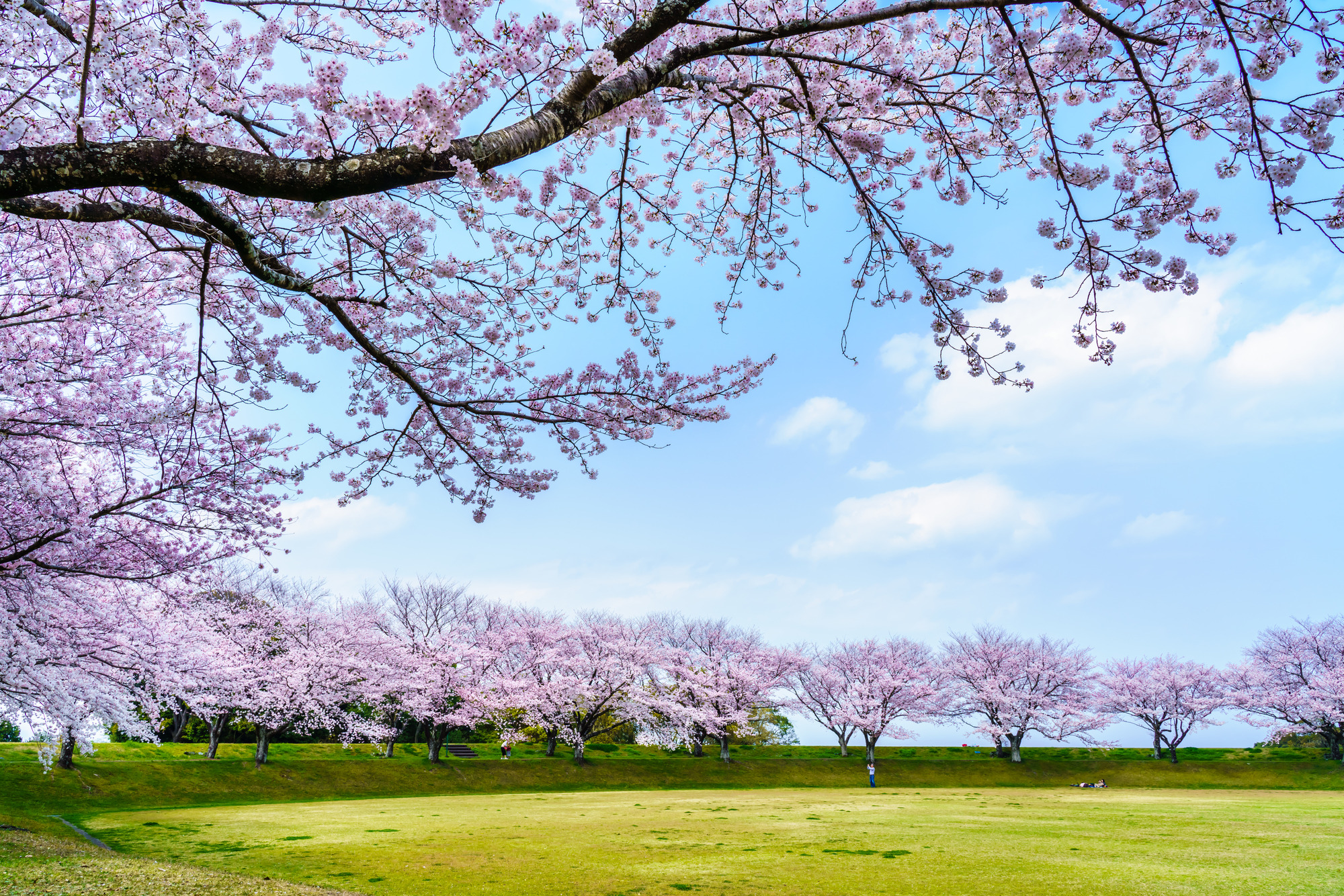 2025島原半島・絶景桜スポット巡り