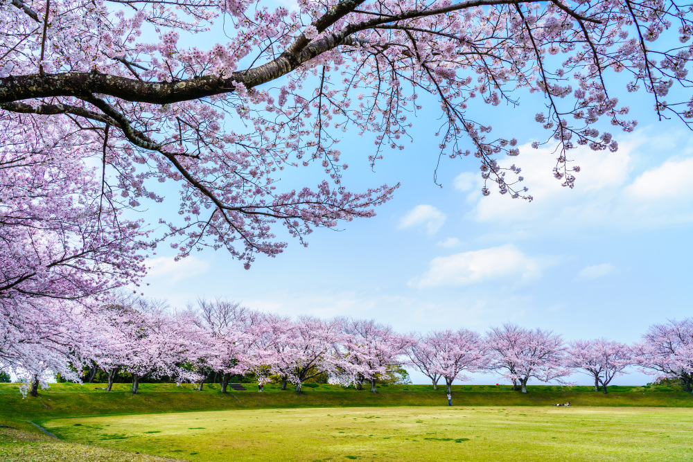 2025島原半島・絶景桜スポット巡り