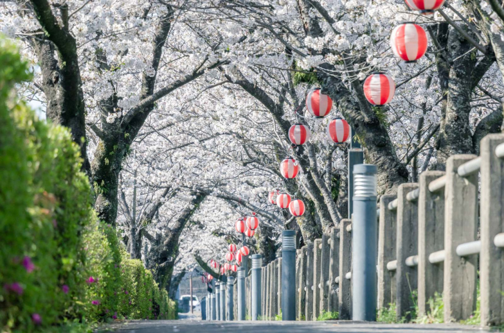 桜の見頃に合わせ、島原城では「春まつり」が開催されます。