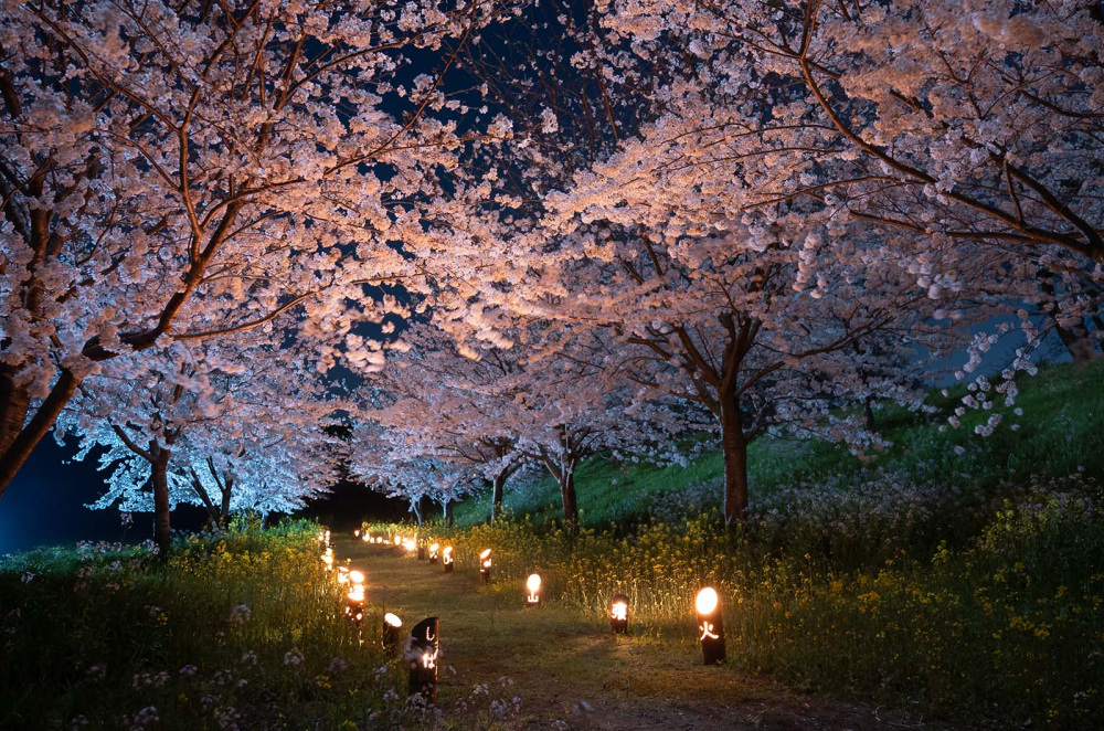 しまばら火張山花公園　春の花まつりも開催