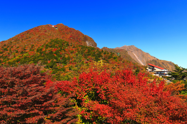 普賢岳紅葉樹林