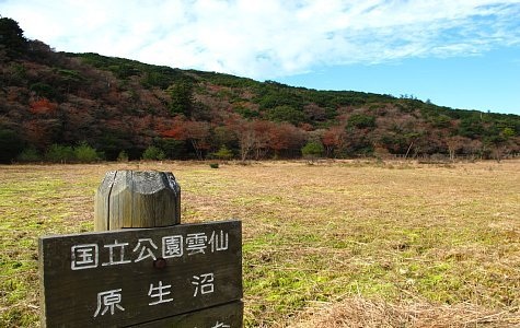 原生沼沼野植物群落