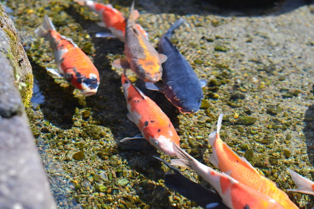 鯉の泳ぐまち