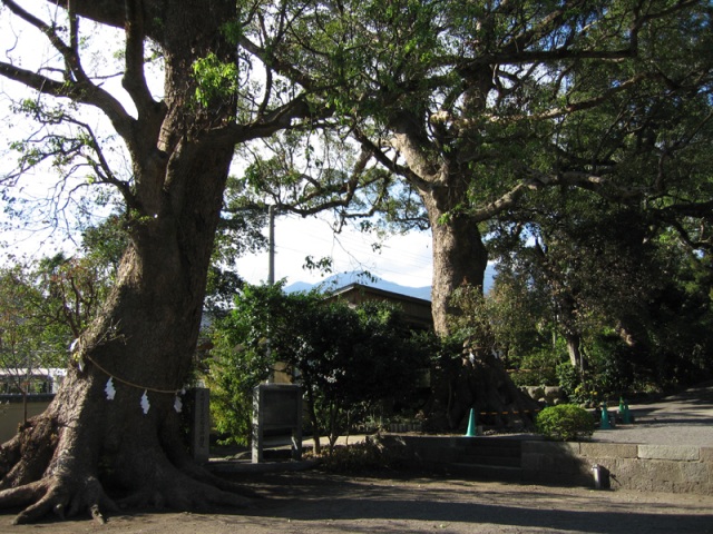 深江諏訪神社の社叢