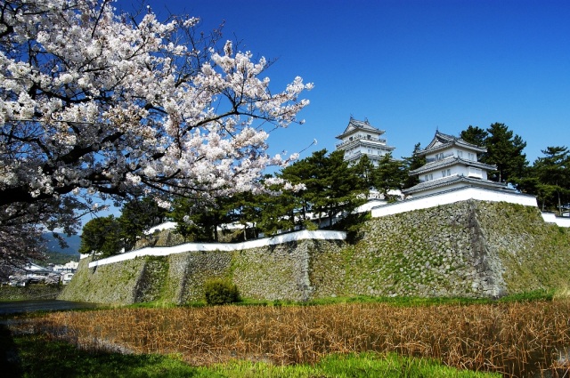 桜の名所（島原城堀端）