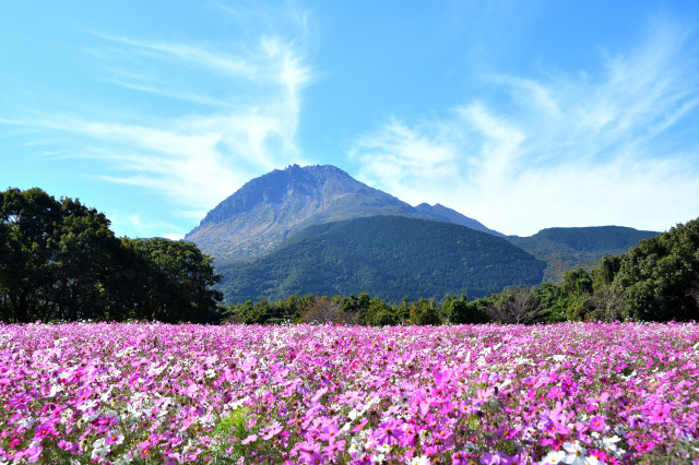 しまばら火張山花公園