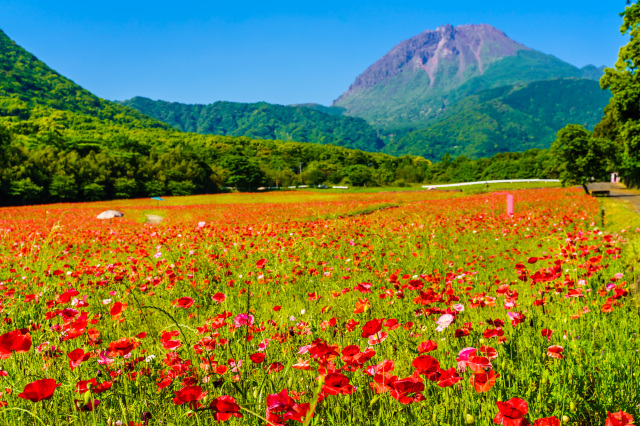 しまばら火張山花公園
