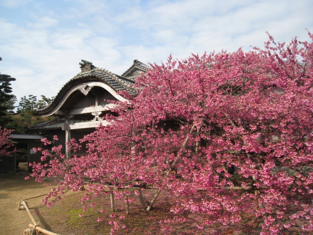 緋寒桜の郷まつり【雲仙市】