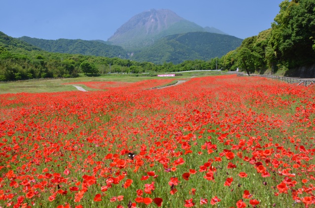 しまばら火張山花公園「春の花まつり」